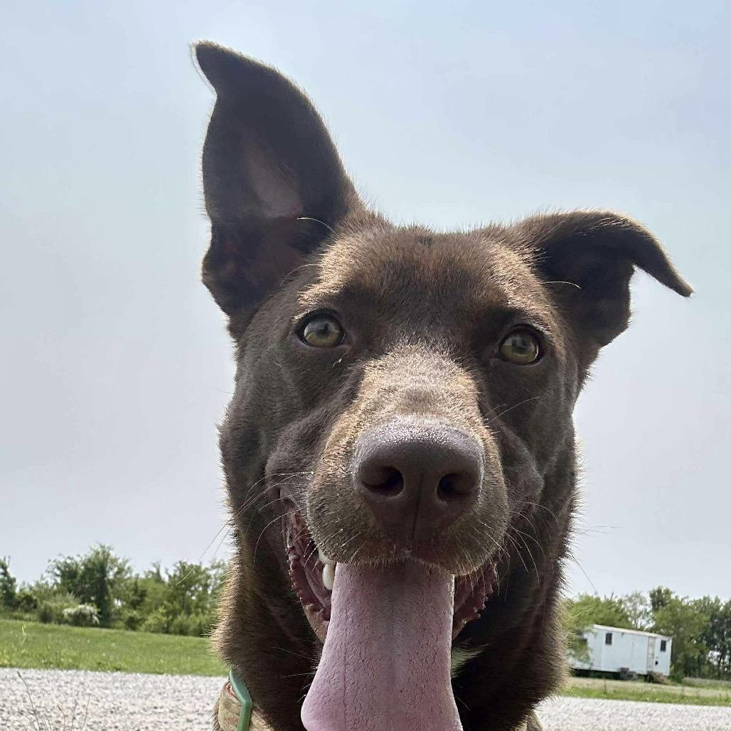Oso, Adoptable, Young Male Chocolate Labrador Retriever & Mixed Breed.
