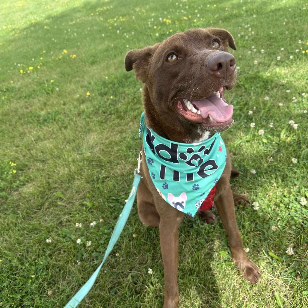 Oso, a Adoptable mixed breed in Chariton, IA image 2/6