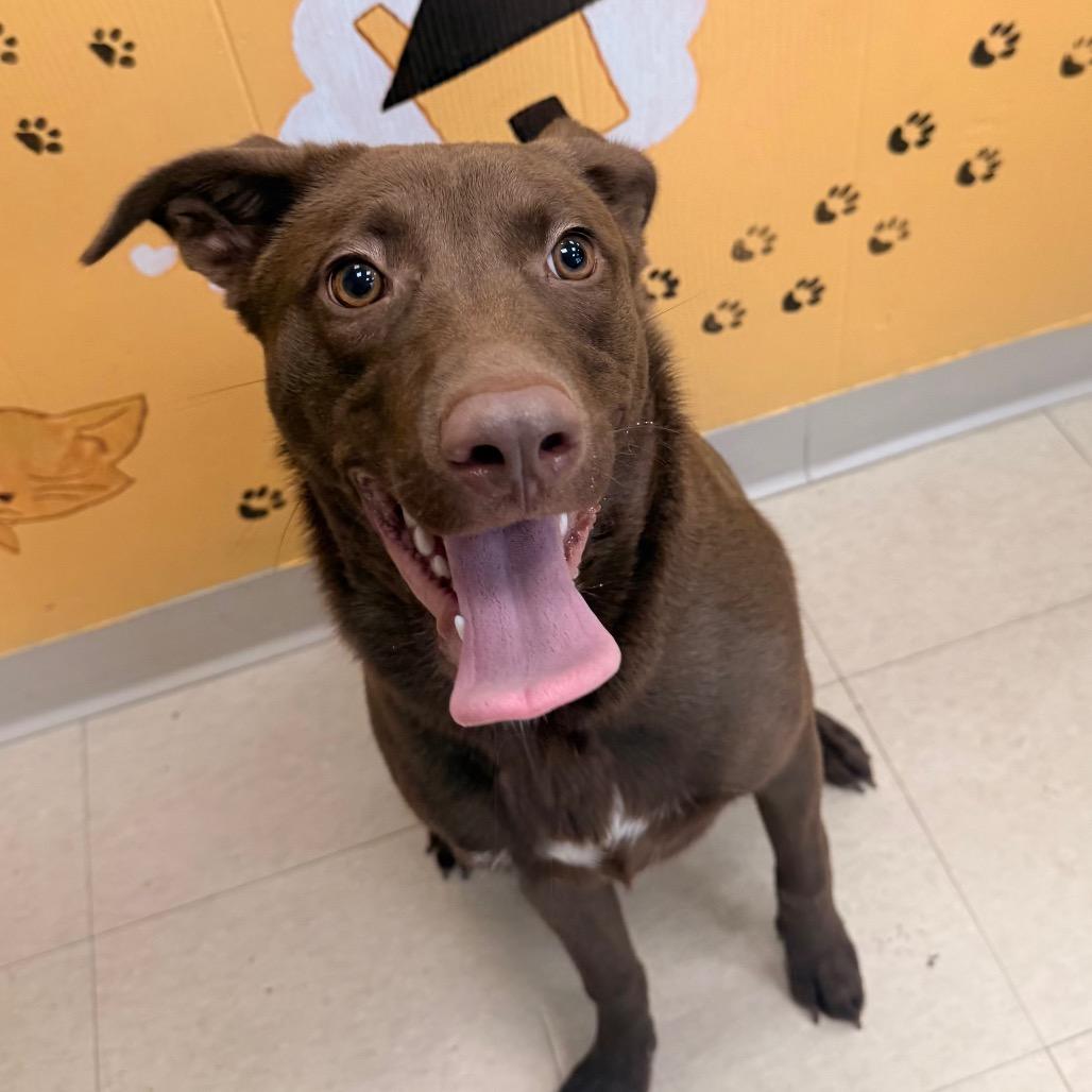 Oso, a Adoptable mixed breed in Chariton, IA image 3/6