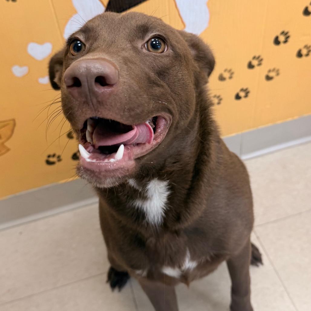 Oso, a Adoptable mixed breed in Chariton, IA image 6/6