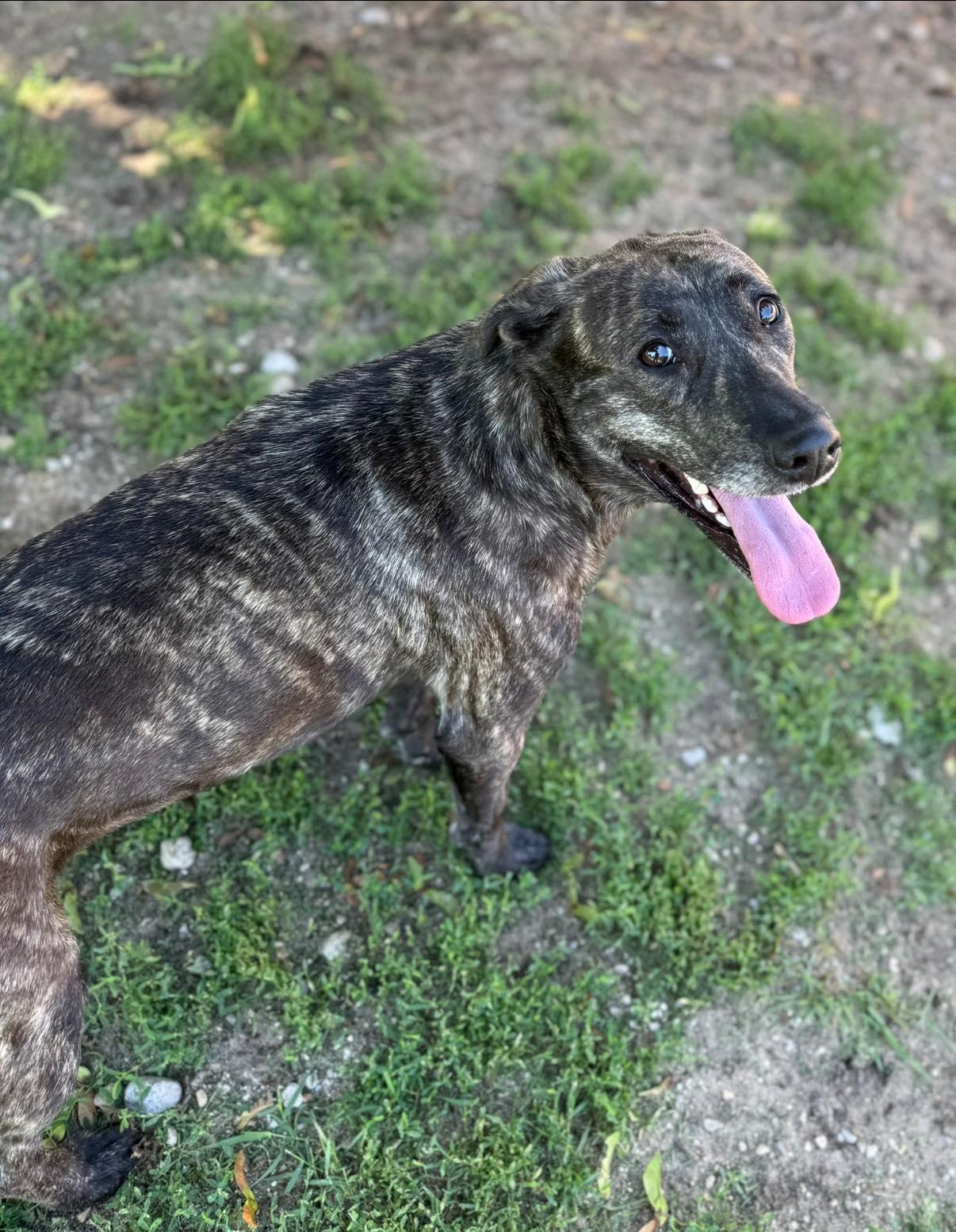 Tigger, Adult Female Labrador Retriever