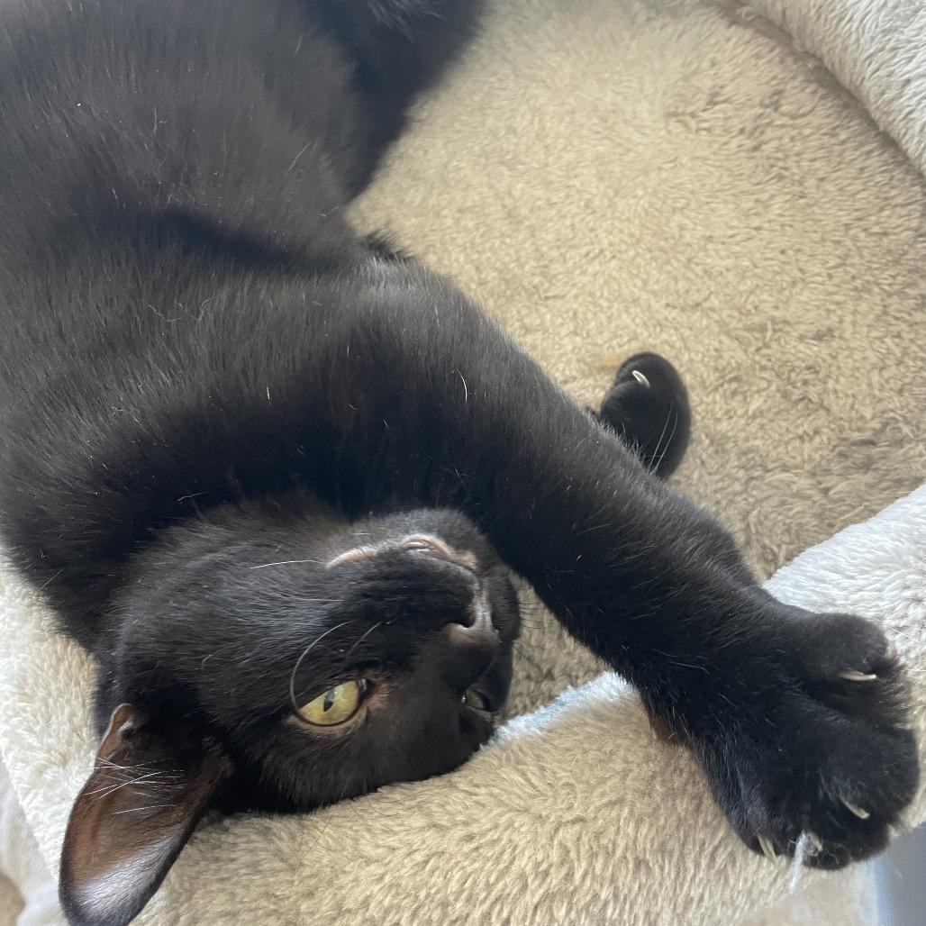 Roary, a Adoptable Domestic Short Hair in South Haven, MI image 4/6