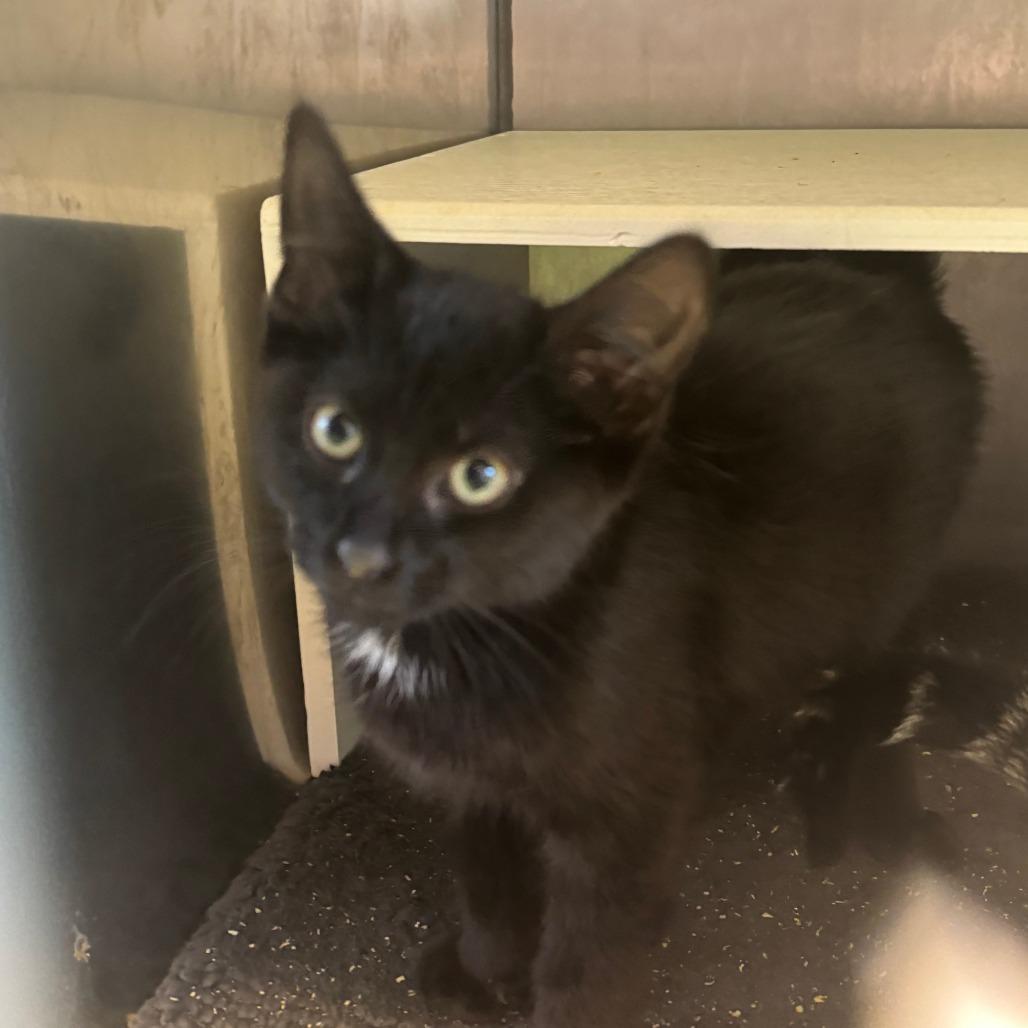 Roary, a Adoptable Domestic Short Hair in South Haven, MI image 5/6