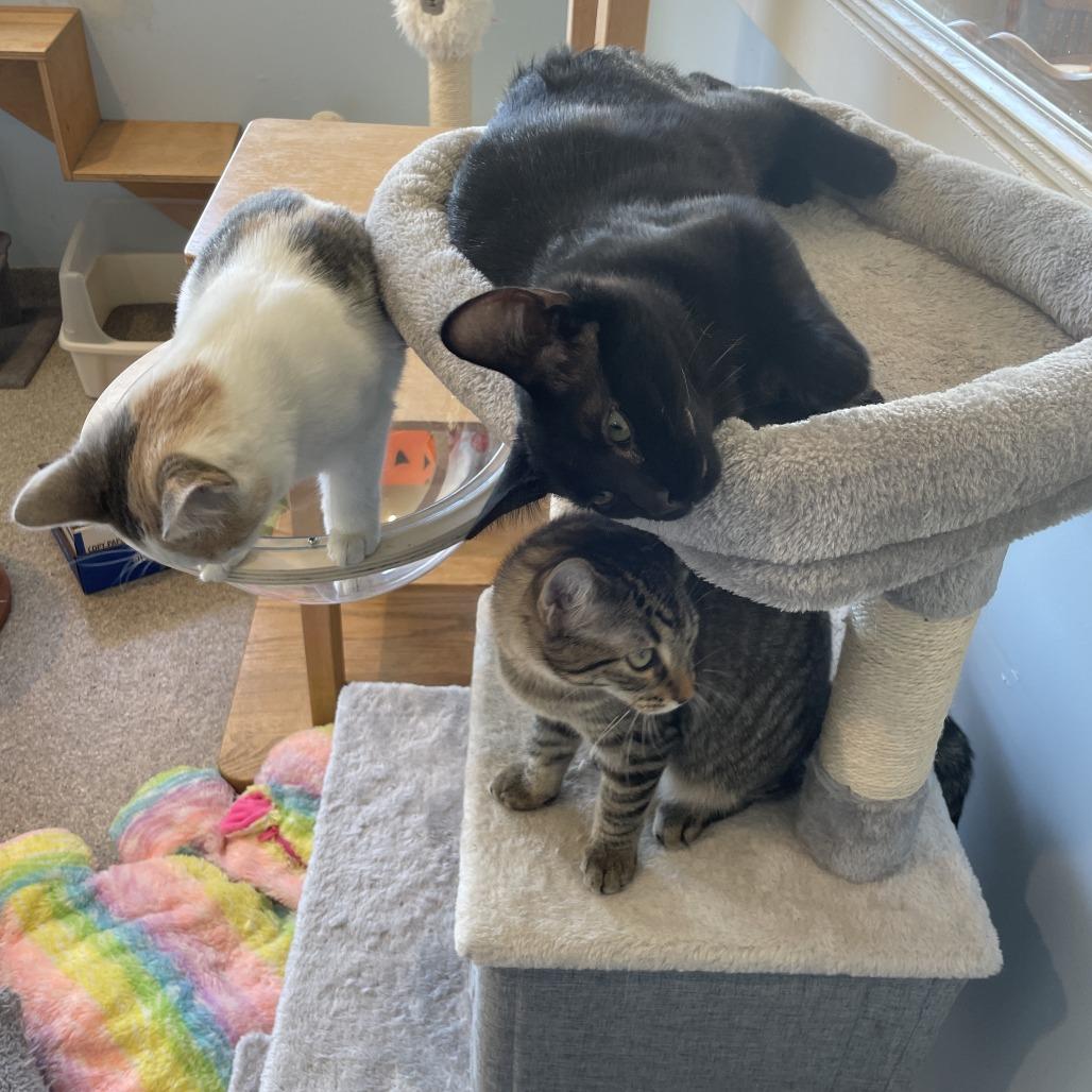 Roary, a Adoptable Domestic Short Hair in South Haven, MI image 6/6