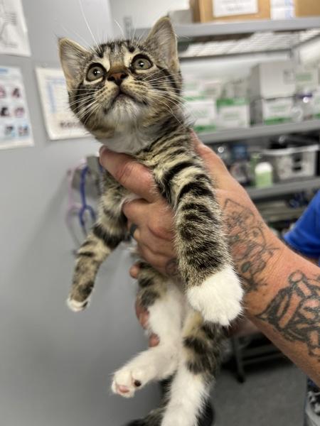 Josie, Adoptable, Kitten Female Domestic Short Hair.