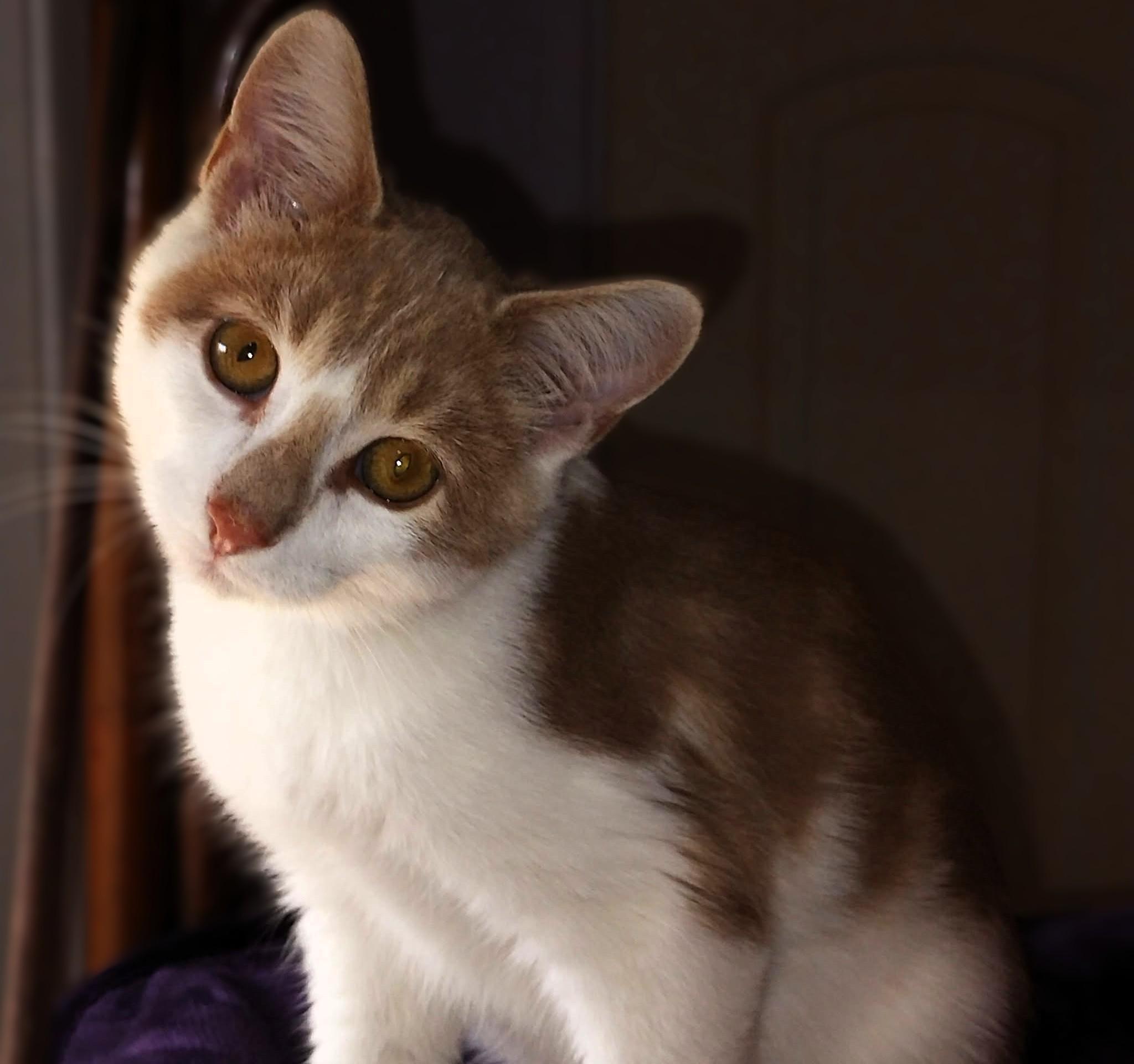 Enlarge Theo, a Adopted Domestic Short Hair in Hamilton, ON image 1/4