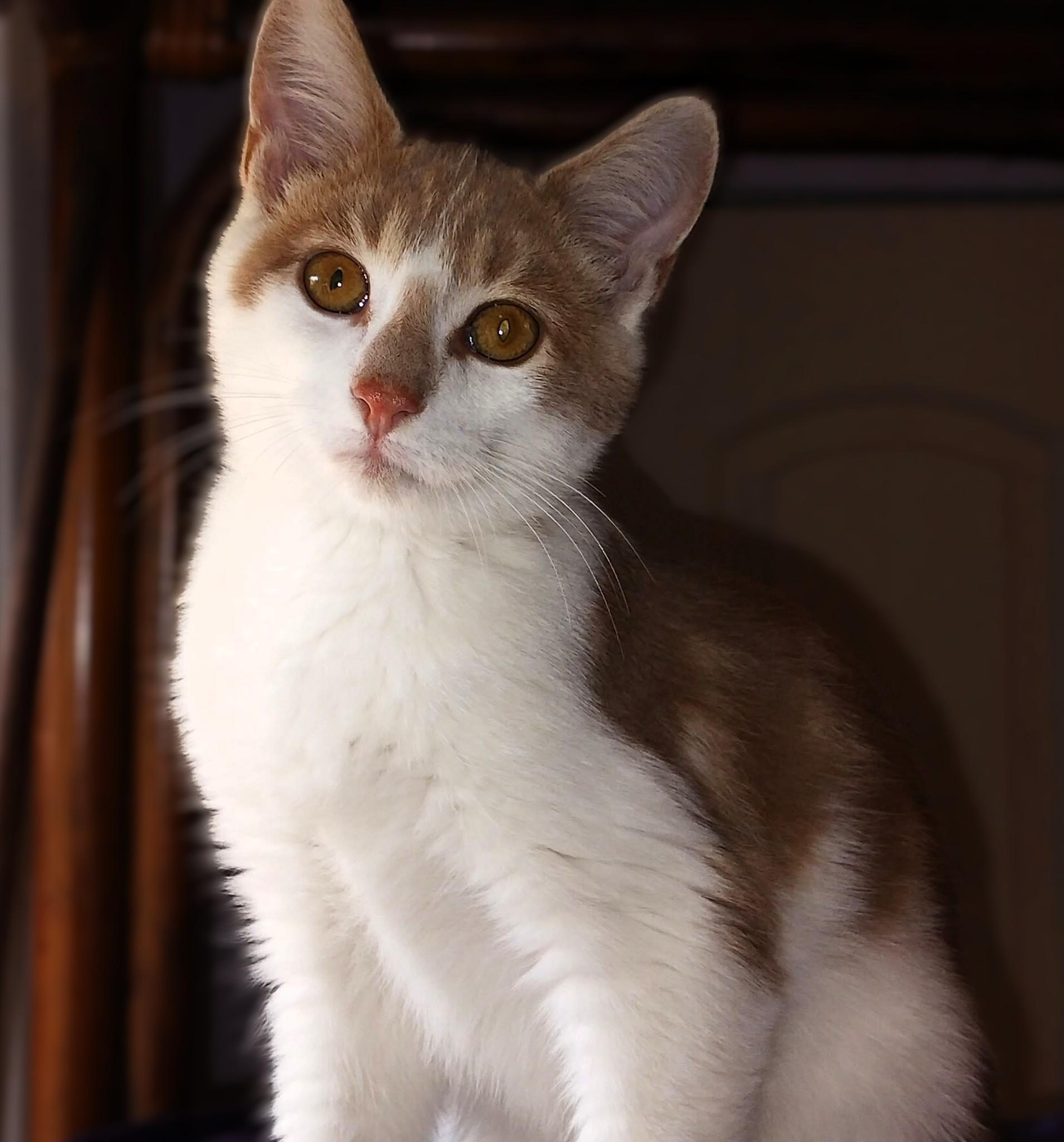 Enlarge Theo, a Adopted Domestic Short Hair in Hamilton, ON image 3/4