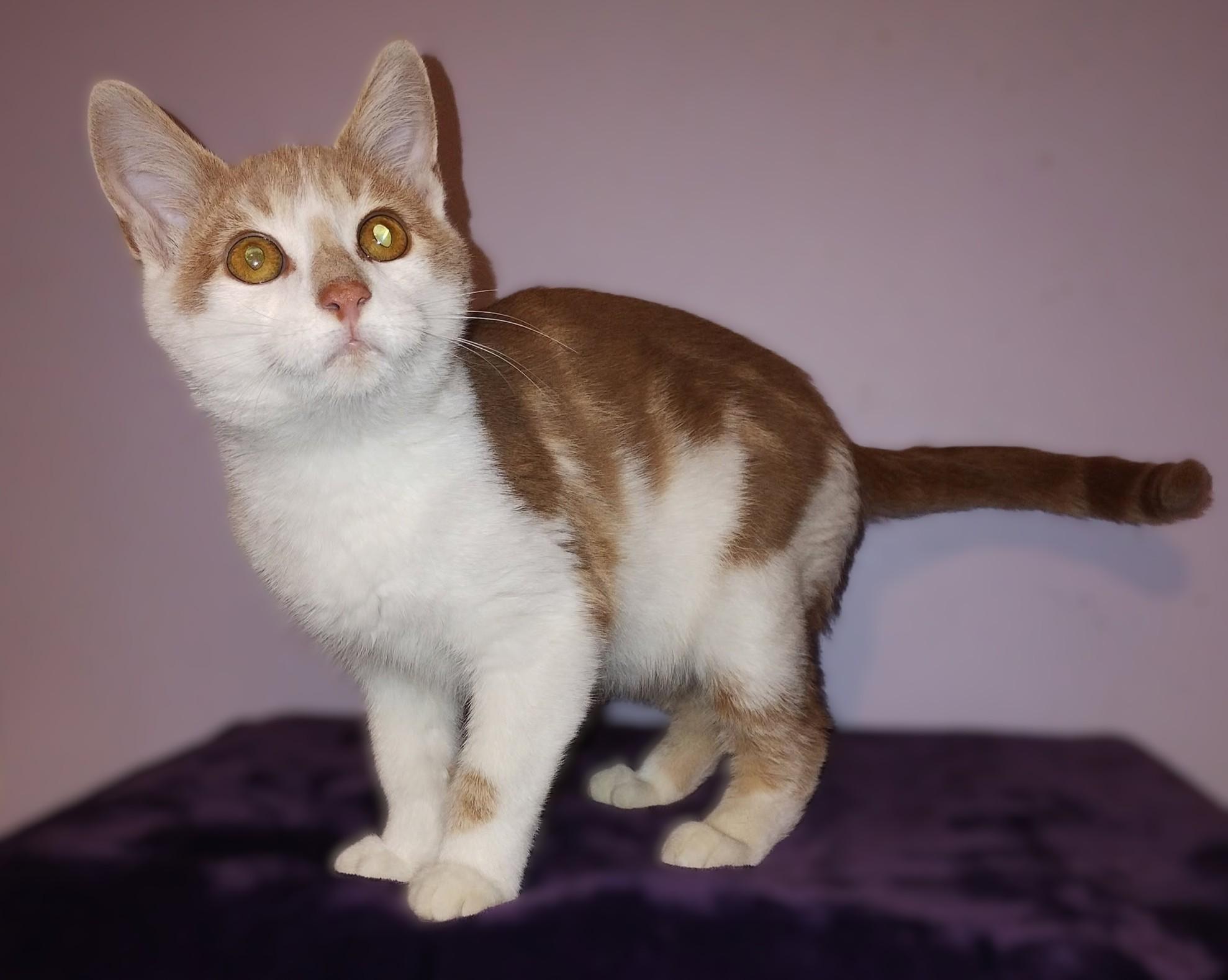 Enlarge Theo, a Adopted Domestic Short Hair in Hamilton, ON image 2/4