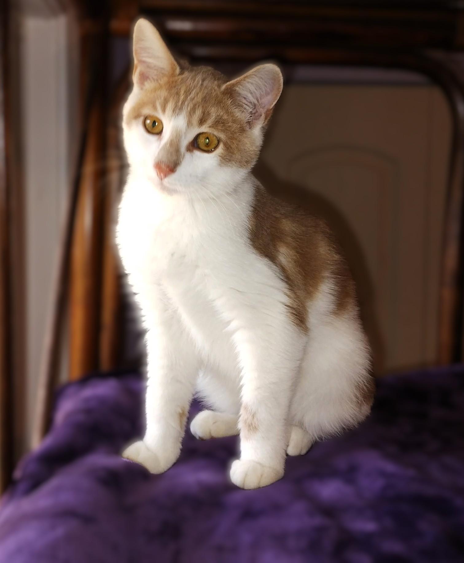 Enlarge Theo, a Adopted Domestic Short Hair in Hamilton, ON image 4/4