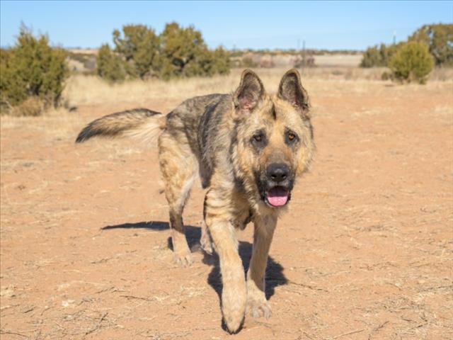 SEBASTIAN, Adoptable, Young Male Mixed Breed.