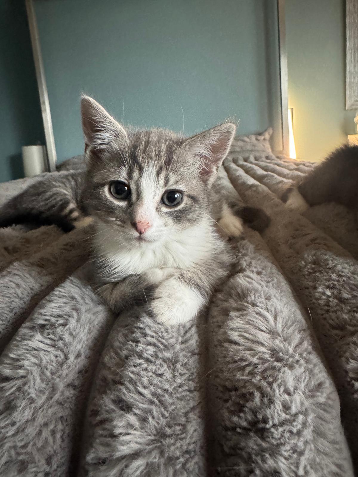 Enlarge Greta, a Adoptable Domestic Short Hair in Jersey City, NJ image 5/5