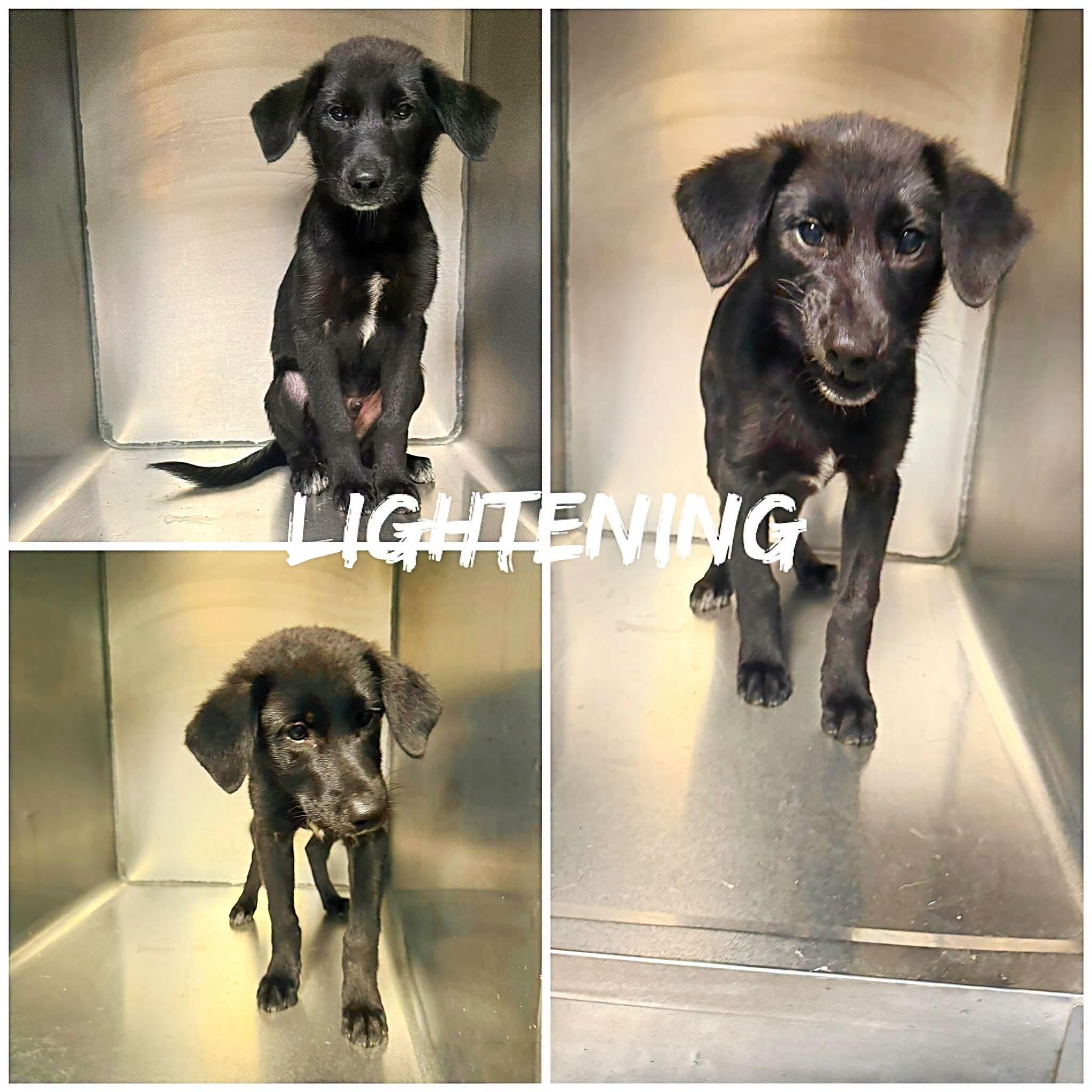 Enlarge Lightening, a ADOPTABLE mixed breed in Saint James, MO image 1/1