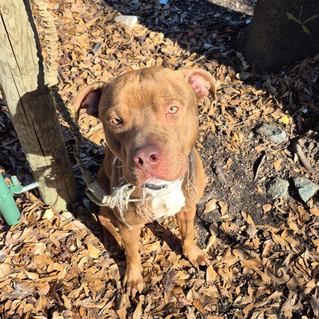 Apollo 0869 — thumbnail 3