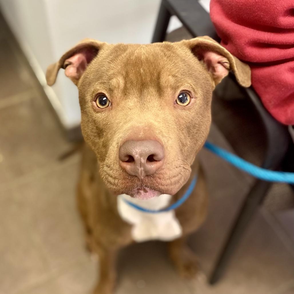 Apollo 0869 — thumbnail 4