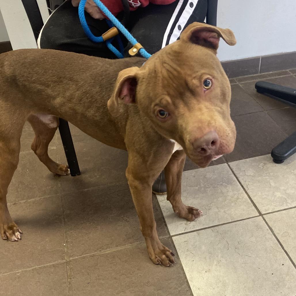 Apollo 0869 — thumbnail 5