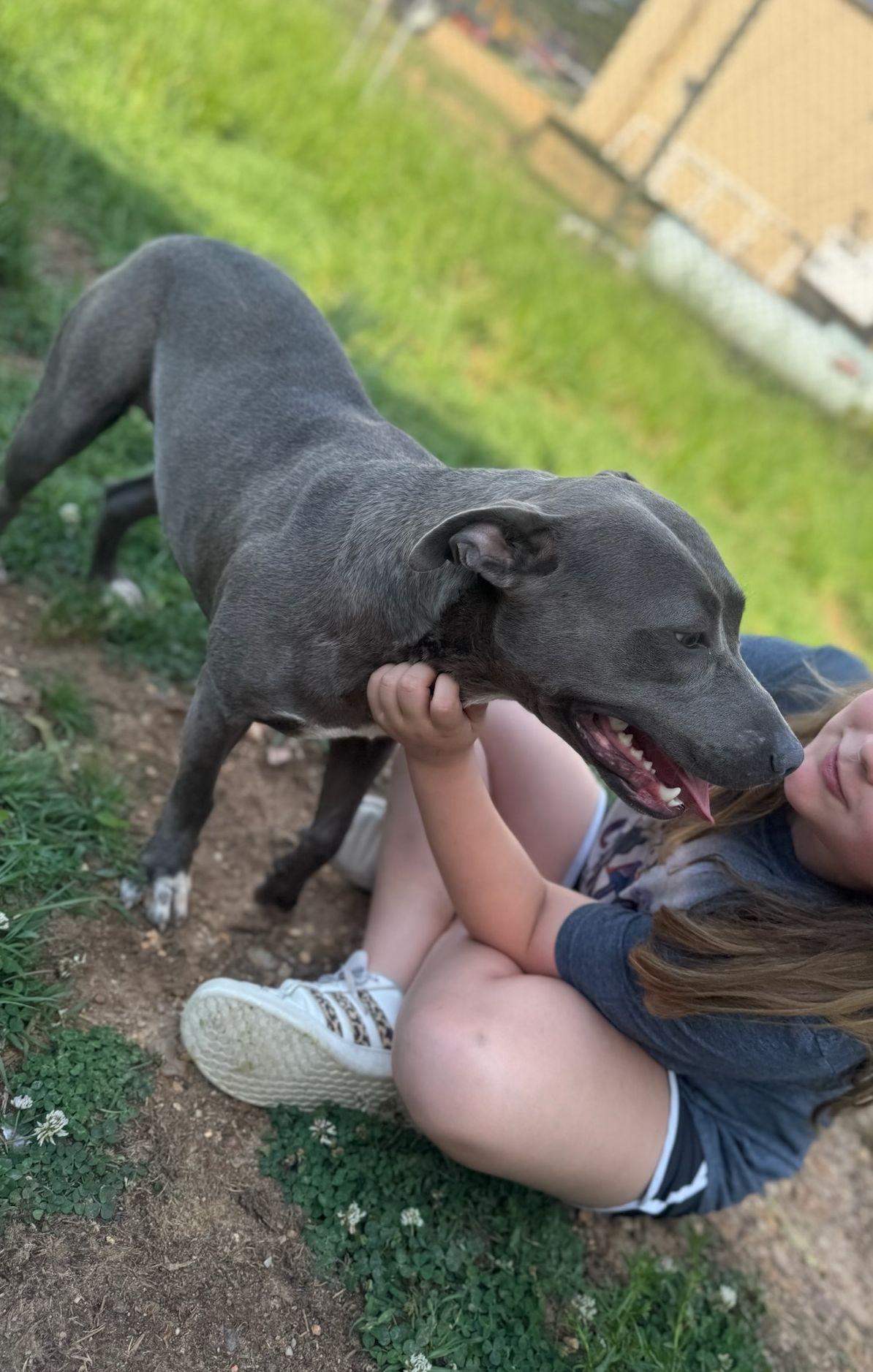 Lily, Adoptable, Adult Female American Bulldog.