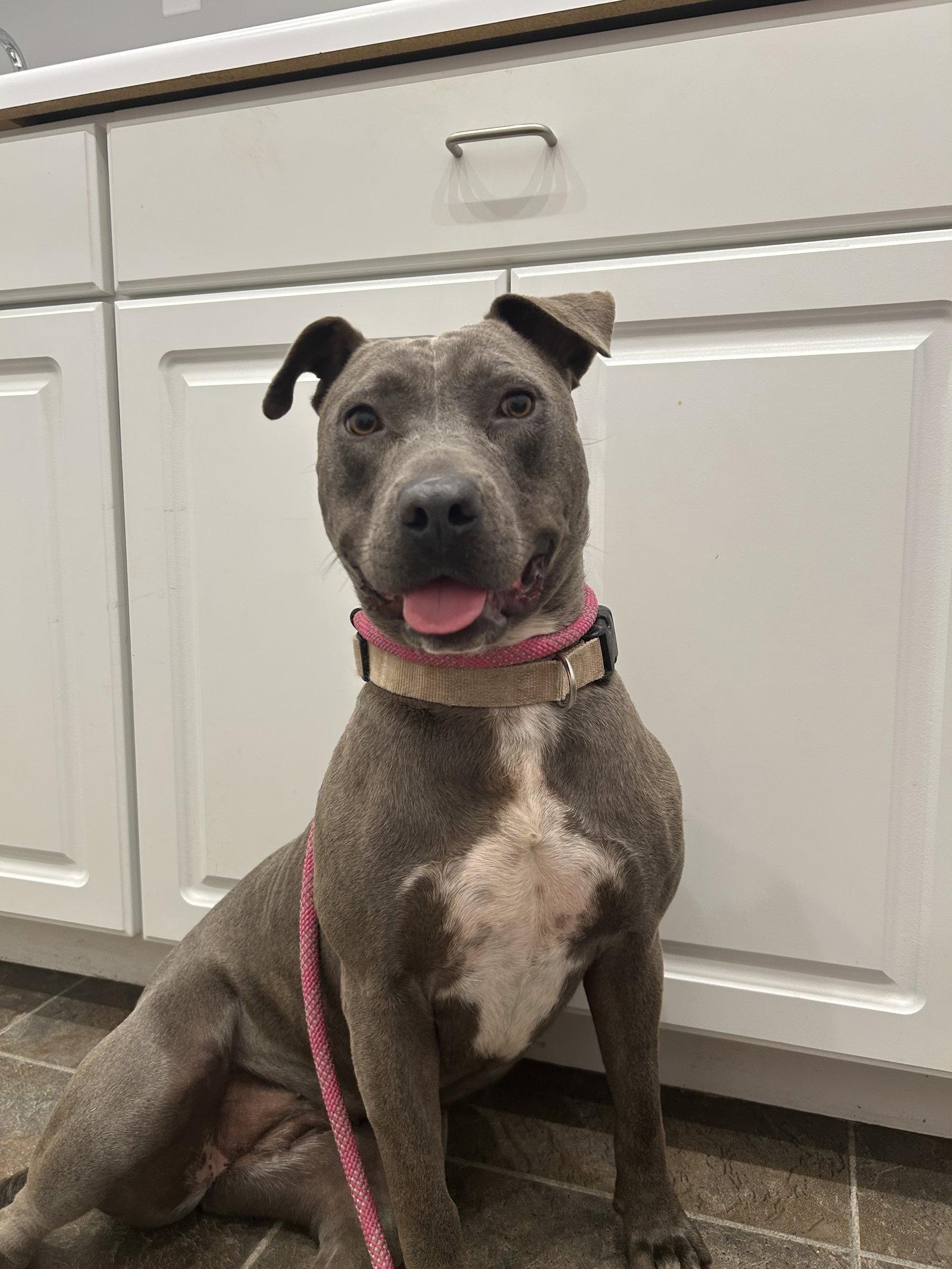 Enlarge Lily, a Adoptable American Bulldog in Monticello, MS image 1/3