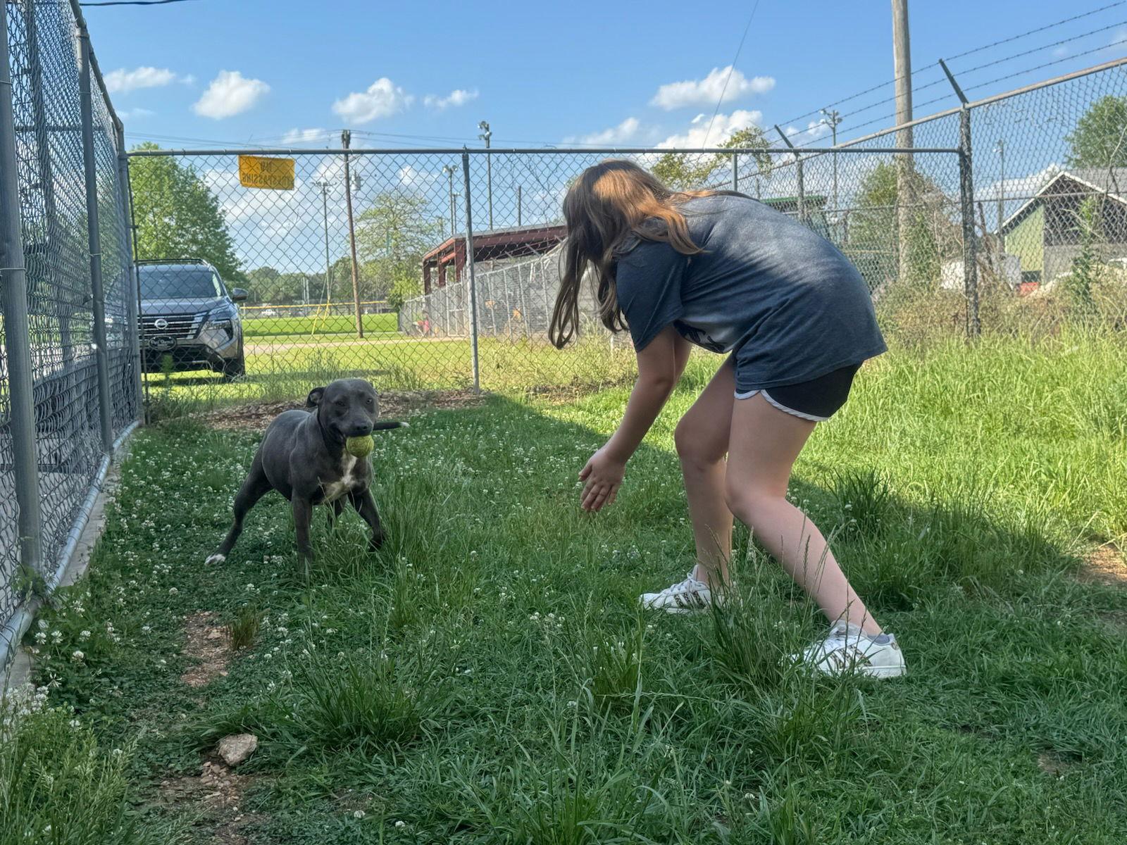 Enlarge Lily, a Adoptable American Bulldog in Monticello, MS image 2/3