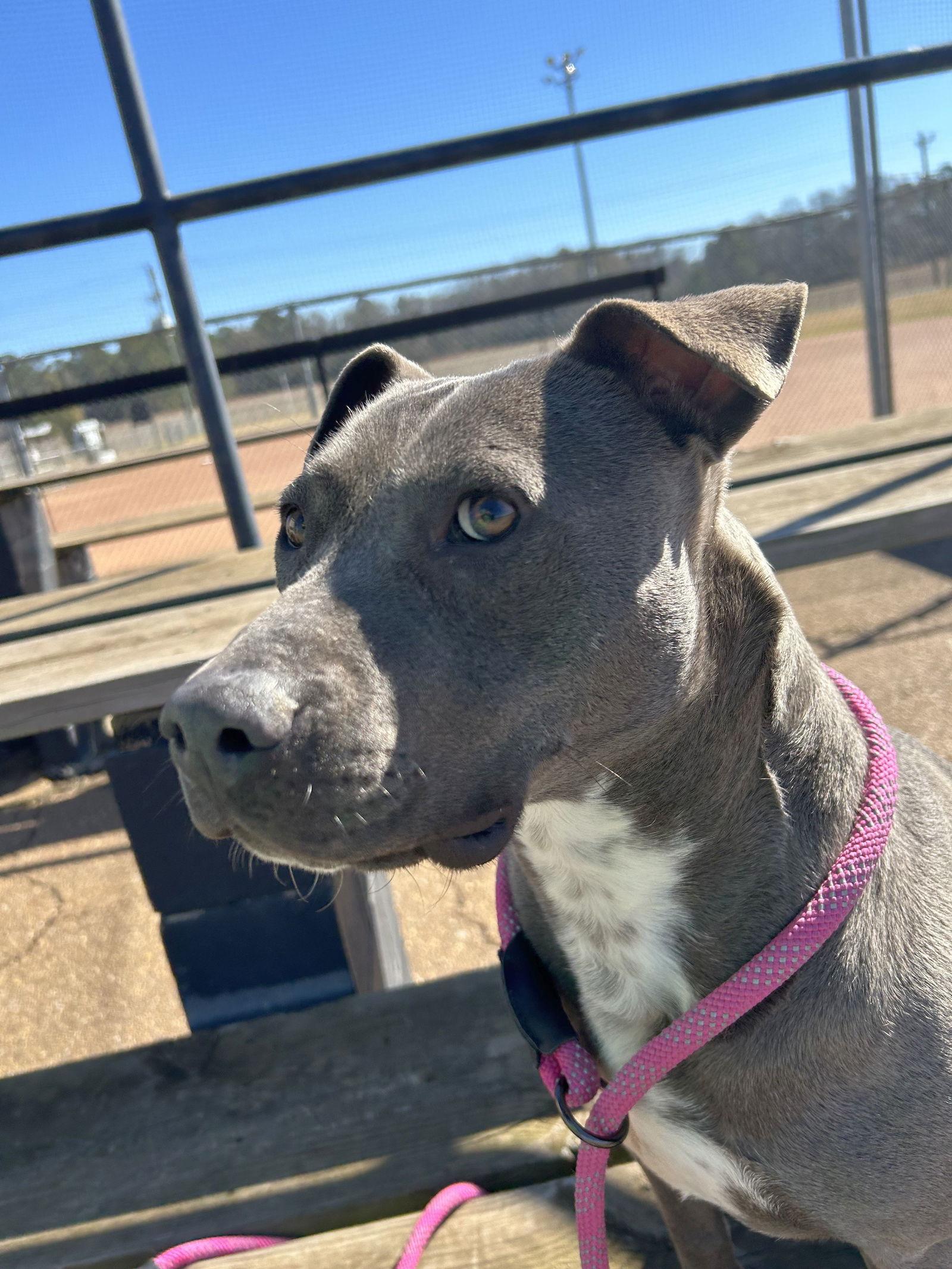 Lily, a Adoptable American Bulldog in Monticello, MS image 2/3