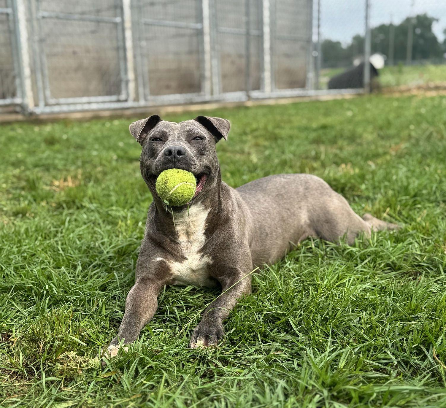 Enlarge Lily, a Adoptable American Bulldog in Monticello, MS image 3/3