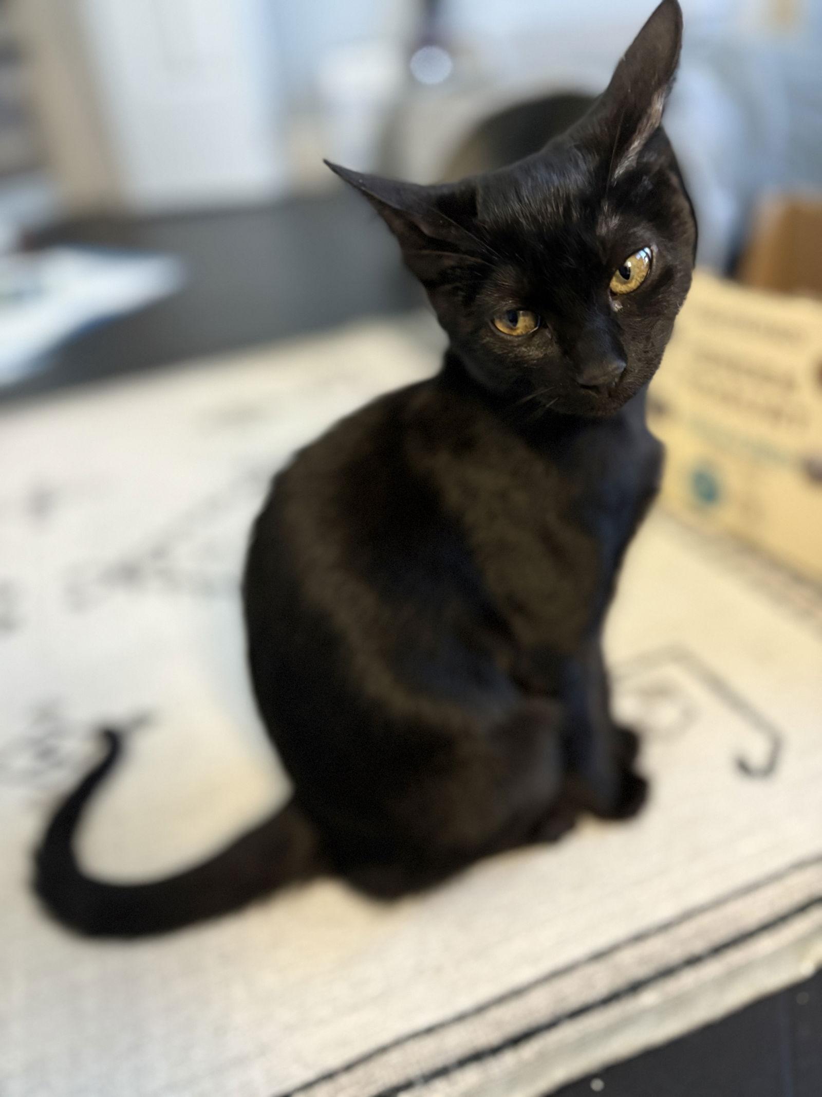 Cassie, Adoptable, Young Female Domestic Short Hair.