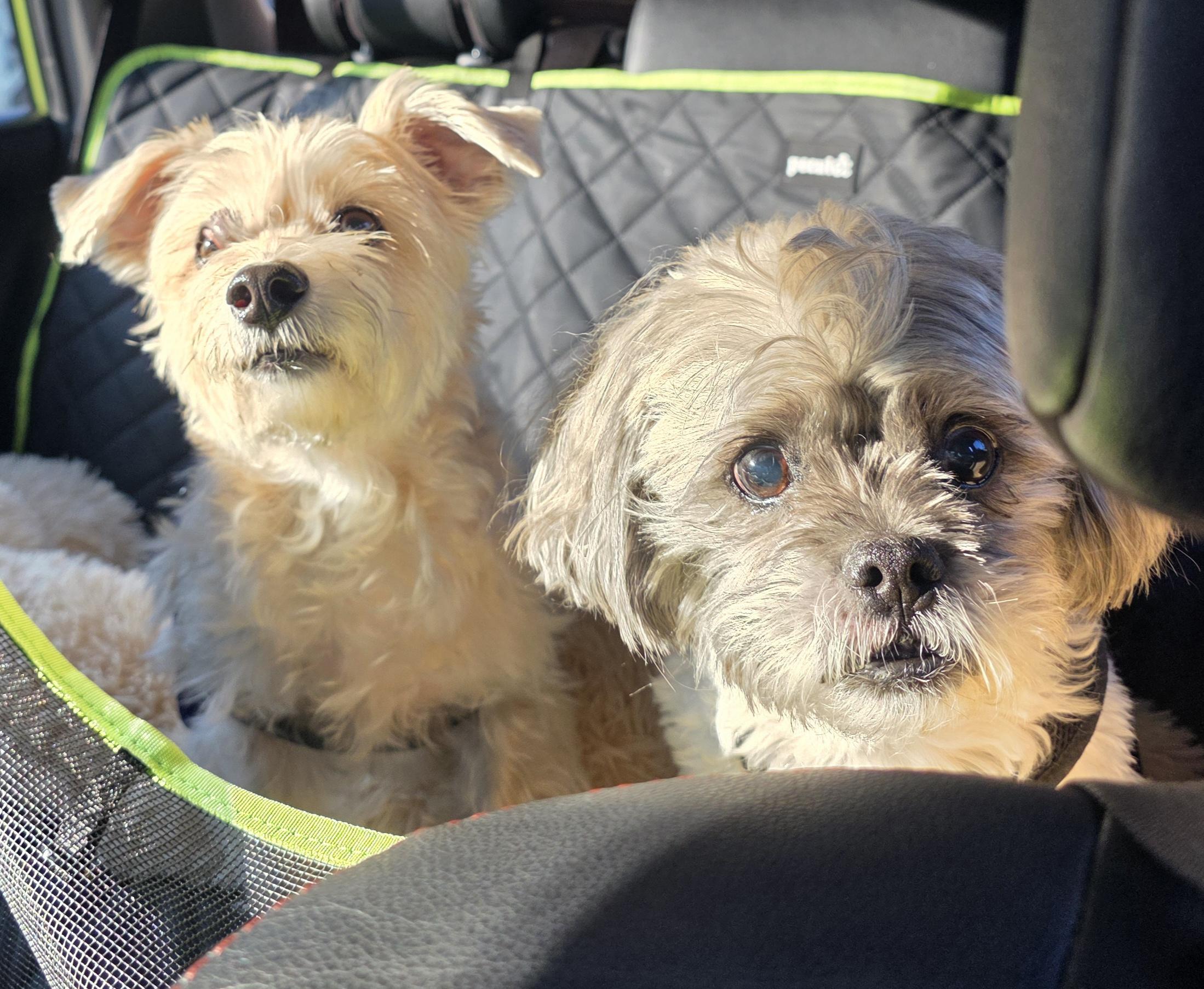 Deano, a ADOPTABLE Shih Tzu in Clovis, CA image 3/4