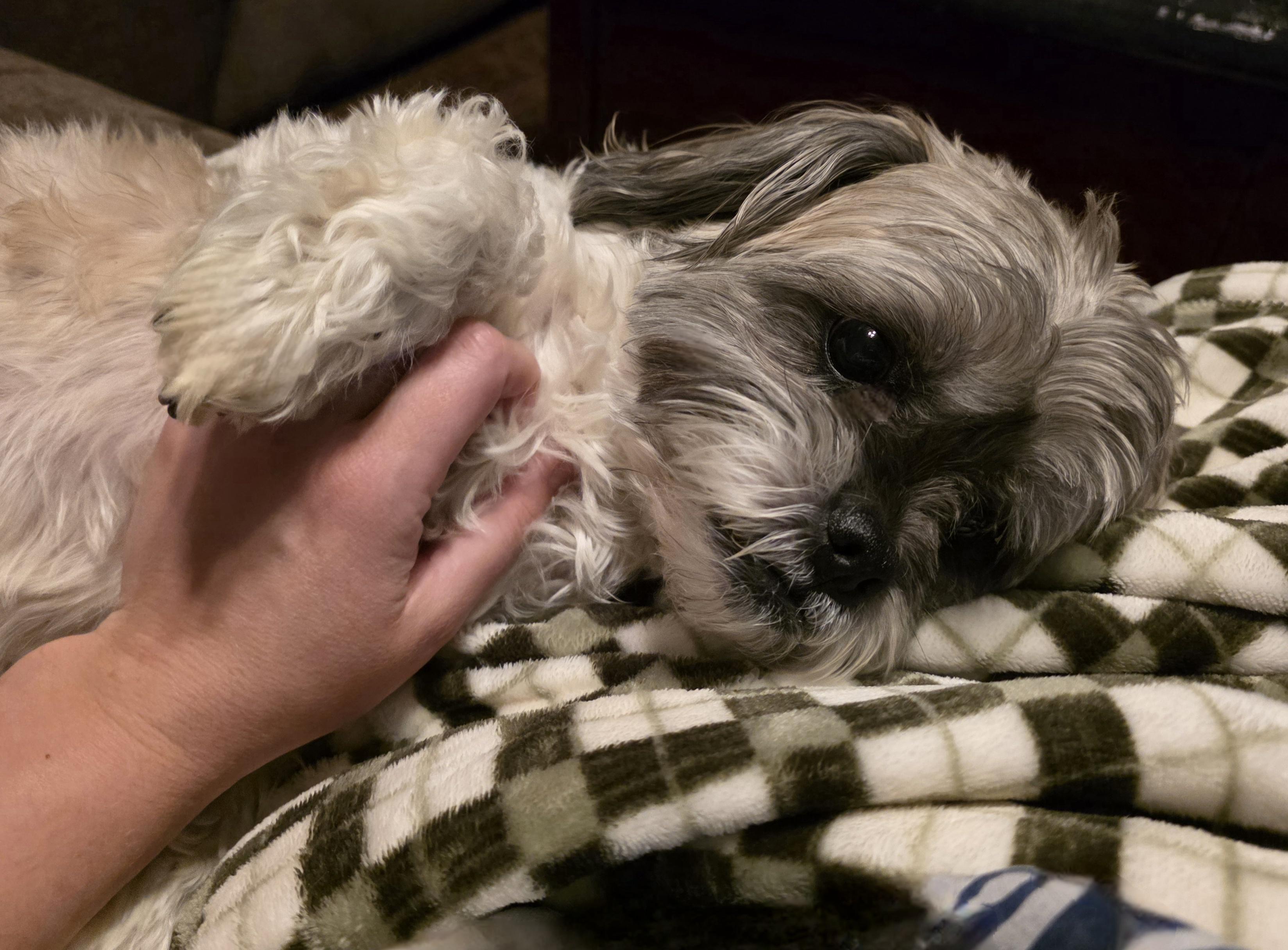 Deano — thumbnail 4