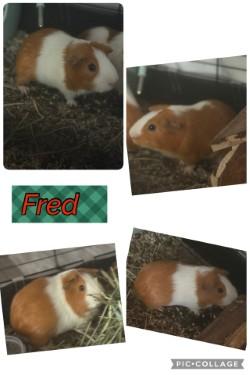 Fred, Adoptable, Adult Male Guinea Pig.