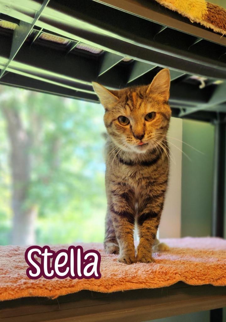 Enlarge Stella (McCartney), a Adoptable mixed breed in Port Clinton, OH image 3/6