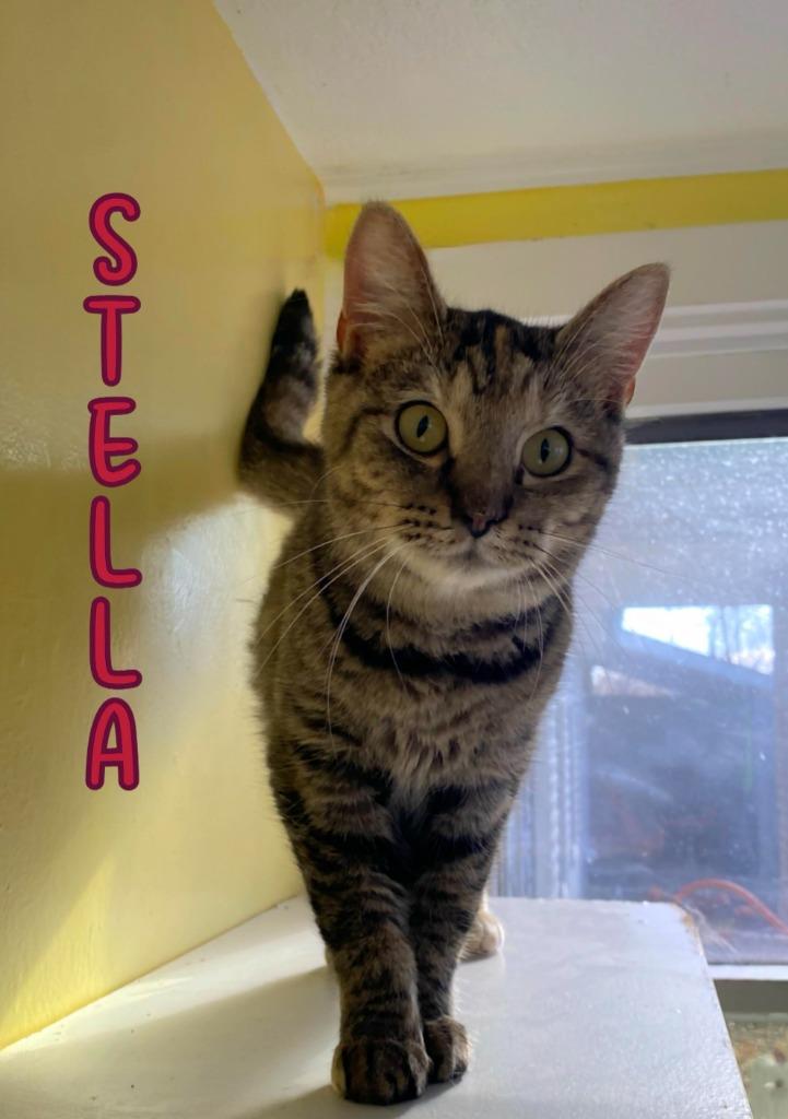 Enlarge Stella (McCartney), a Adoptable mixed breed in Port Clinton, OH image 5/6