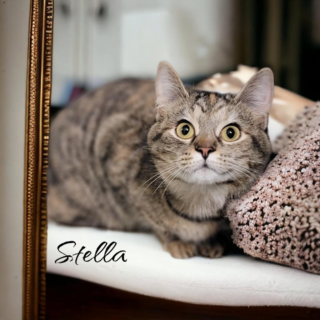 Enlarge Stella (McCartney), a Adoptable mixed breed in Port Clinton, OH image 2/6