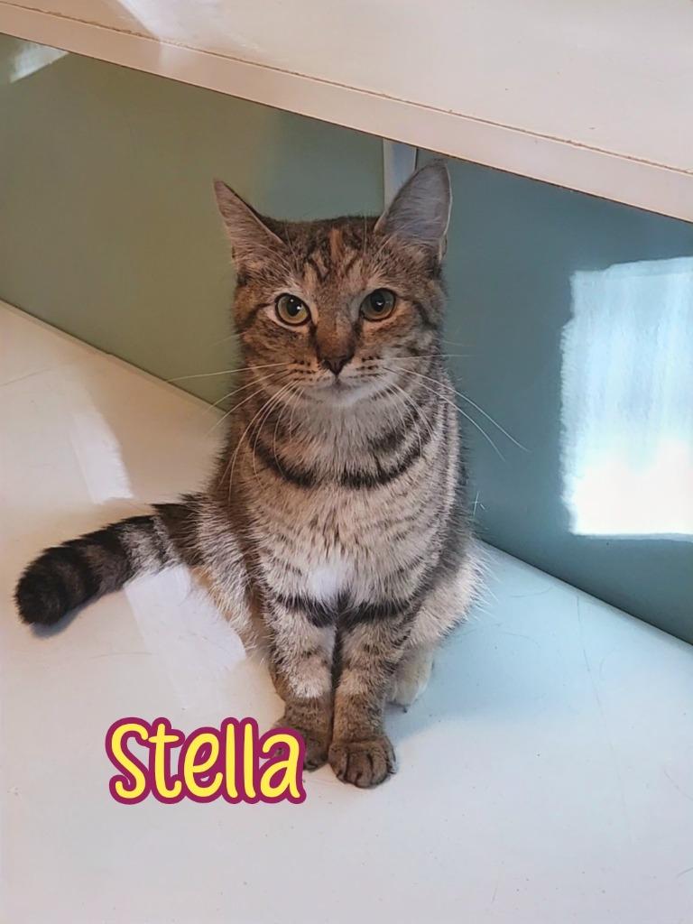 Enlarge Stella (McCartney), a Adoptable mixed breed in Port Clinton, OH image 6/6