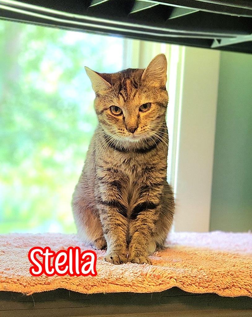 Enlarge Stella (McCartney), a Adoptable mixed breed in Port Clinton, OH image 3/6