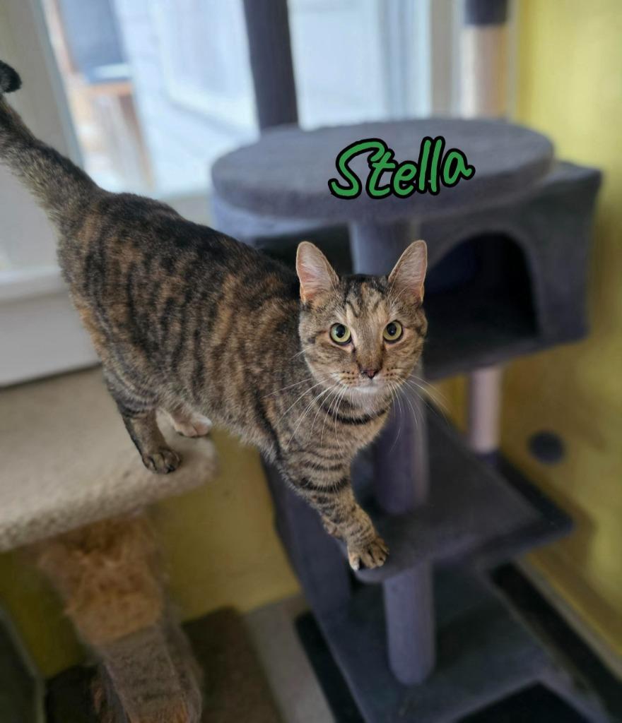 Enlarge Stella (McCartney), a Adoptable mixed breed in Port Clinton, OH image 6/6