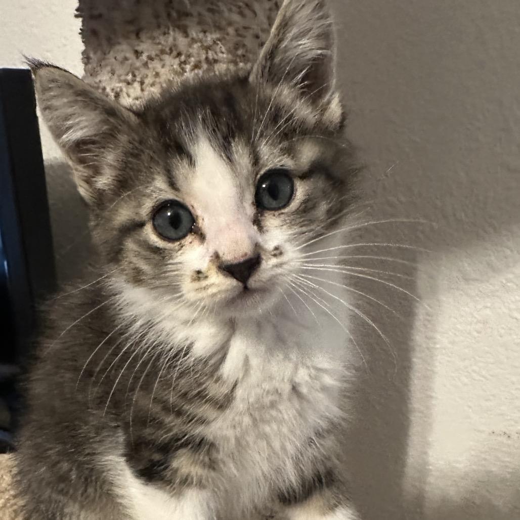 Milo, Adoptable, Kitten Male Domestic Medium Hair.
