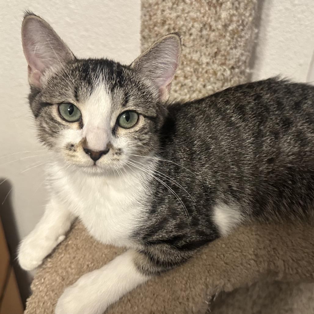 Milo, a Adoptable Domestic Medium Hair in Layton, UT image 2/2
