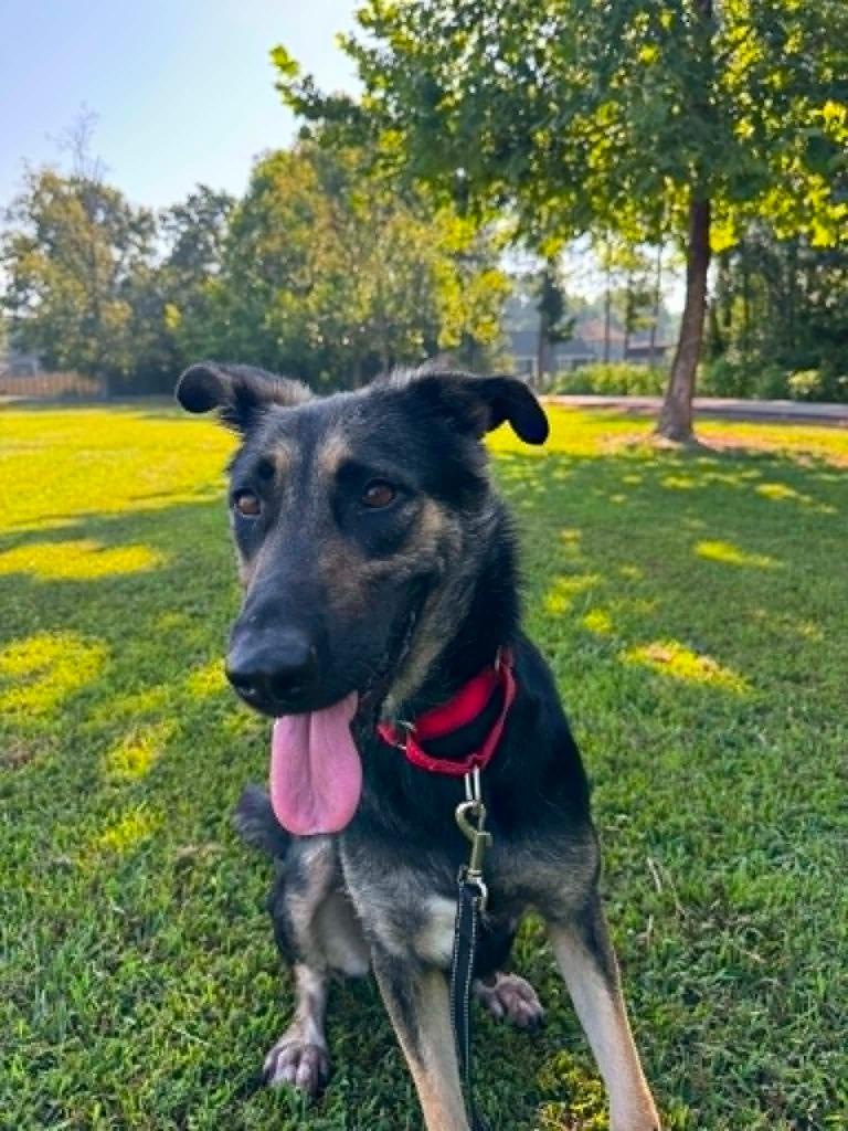 Kimchi Paws, Adoptable, Adult Female Shepherd.