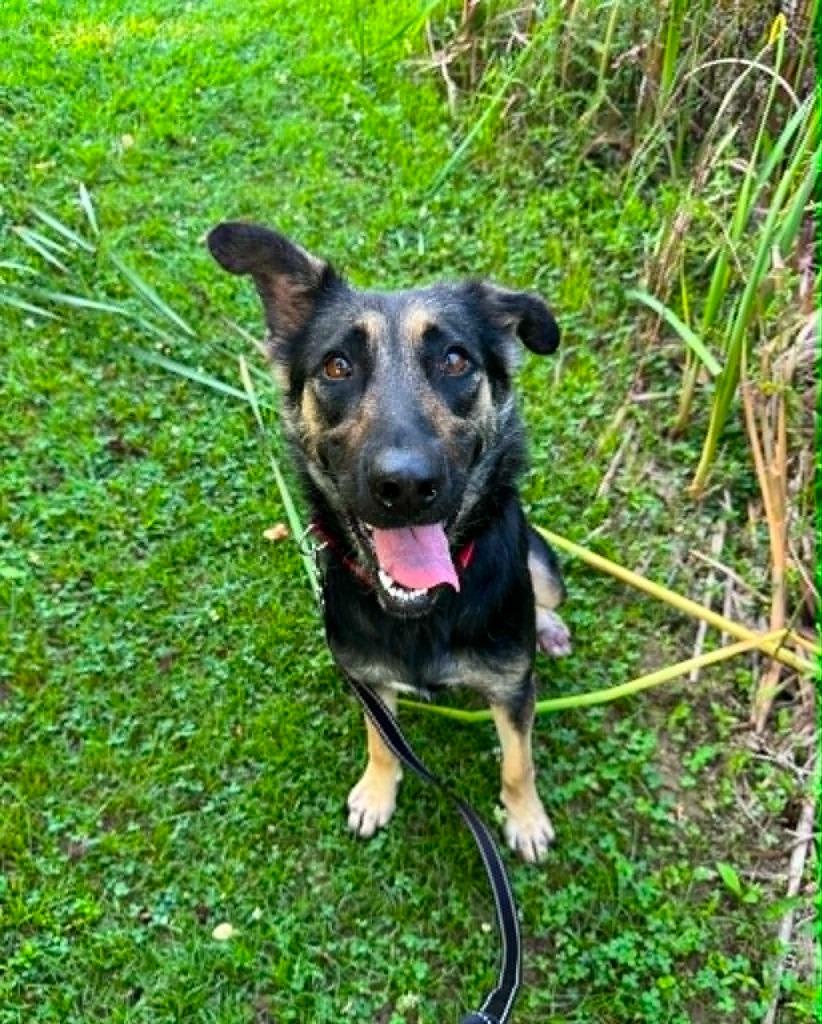 Kimchi Paws, a Adoptable mixed breed in East Ridge, TN image 2/6