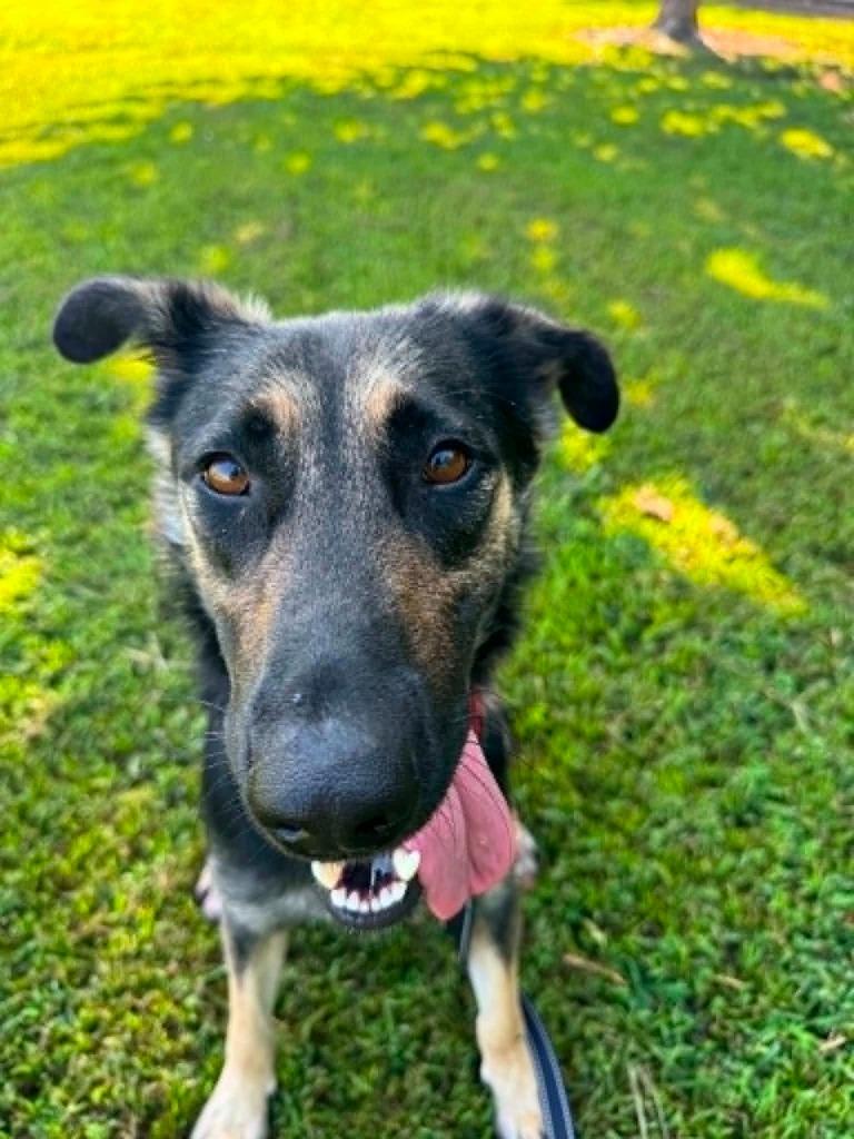 Kimchi Paws, a Adoptable mixed breed in East Ridge, TN image 3/6
