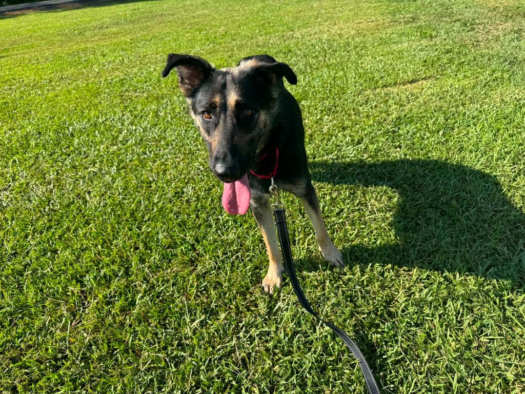 Kimchi Paws, a Adoptable mixed breed in East Ridge, TN image 4/6
