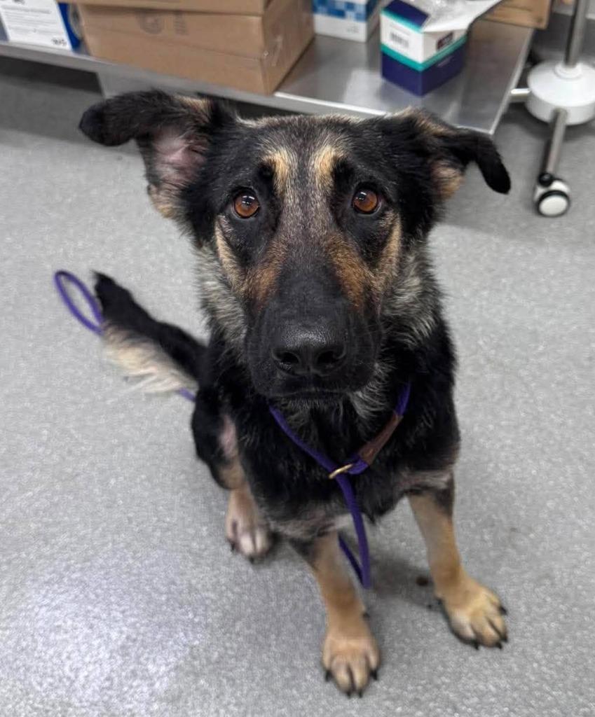 Kimchi Paws, a Adoptable mixed breed in East Ridge, TN image 5/6