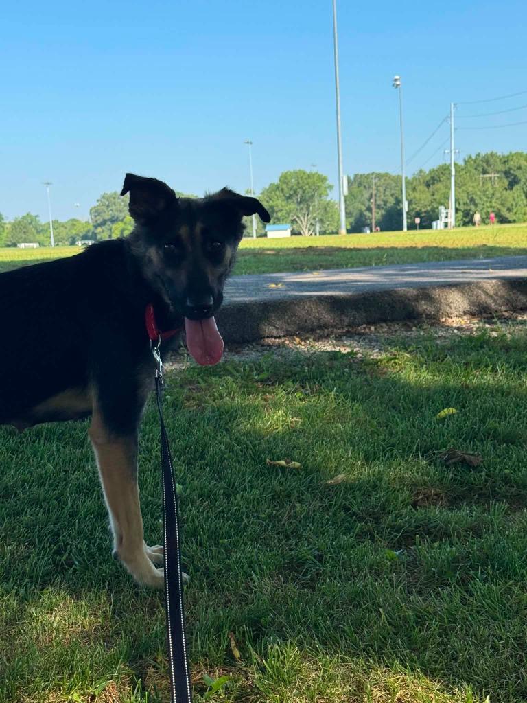 Kimchi Paws, a Adoptable mixed breed in East Ridge, TN image 6/6