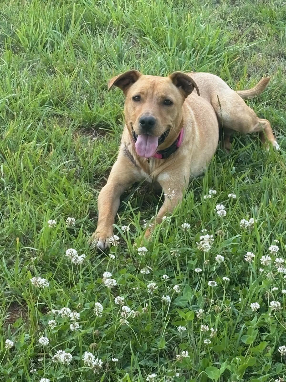 Duchess, ADOPTABLE, Young Female Labrador Retriever.