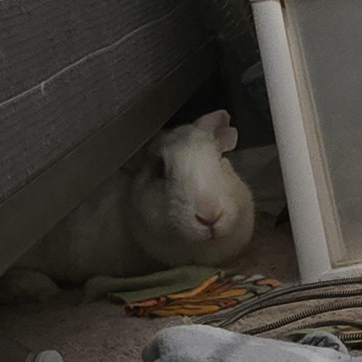 Munch New Zealand Rabbit