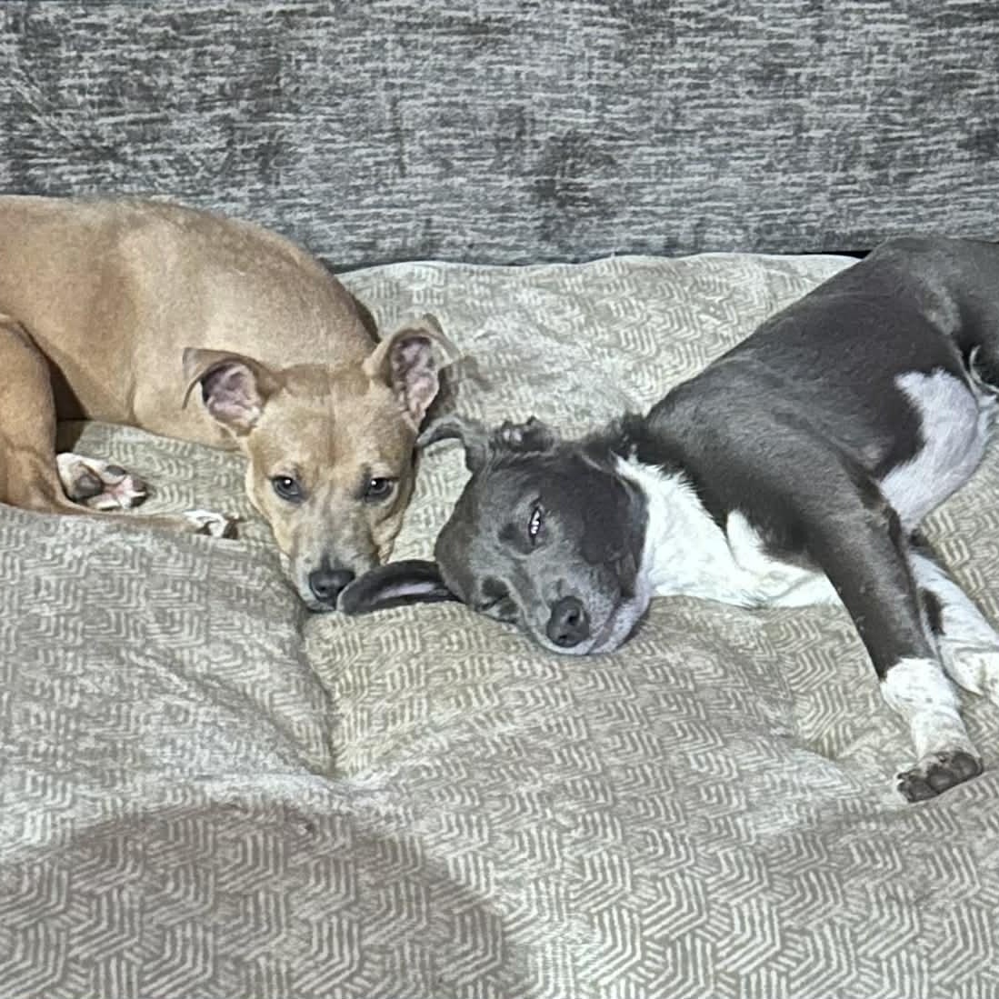 Enlarge HOLLY AND JOLLY THEY CAN BE SEPERATED, a Adoptable mixed breed in Dallas, TX image 2/4