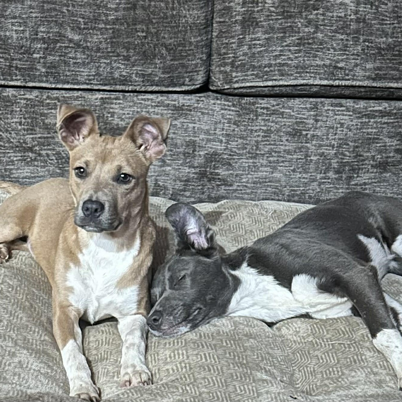 Enlarge HOLLY AND JOLLY THEY CAN BE SEPERATED, a Adoptable mixed breed in Dallas, TX image 4/4