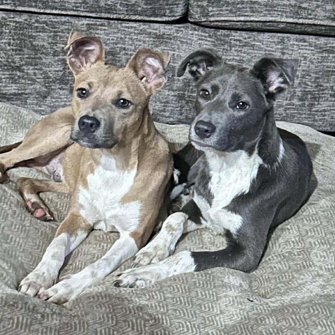 HOLLY AND JOLLY THEY CAN BE SEPERATED, Adoptable, Young Female Jack Russell Terrier.