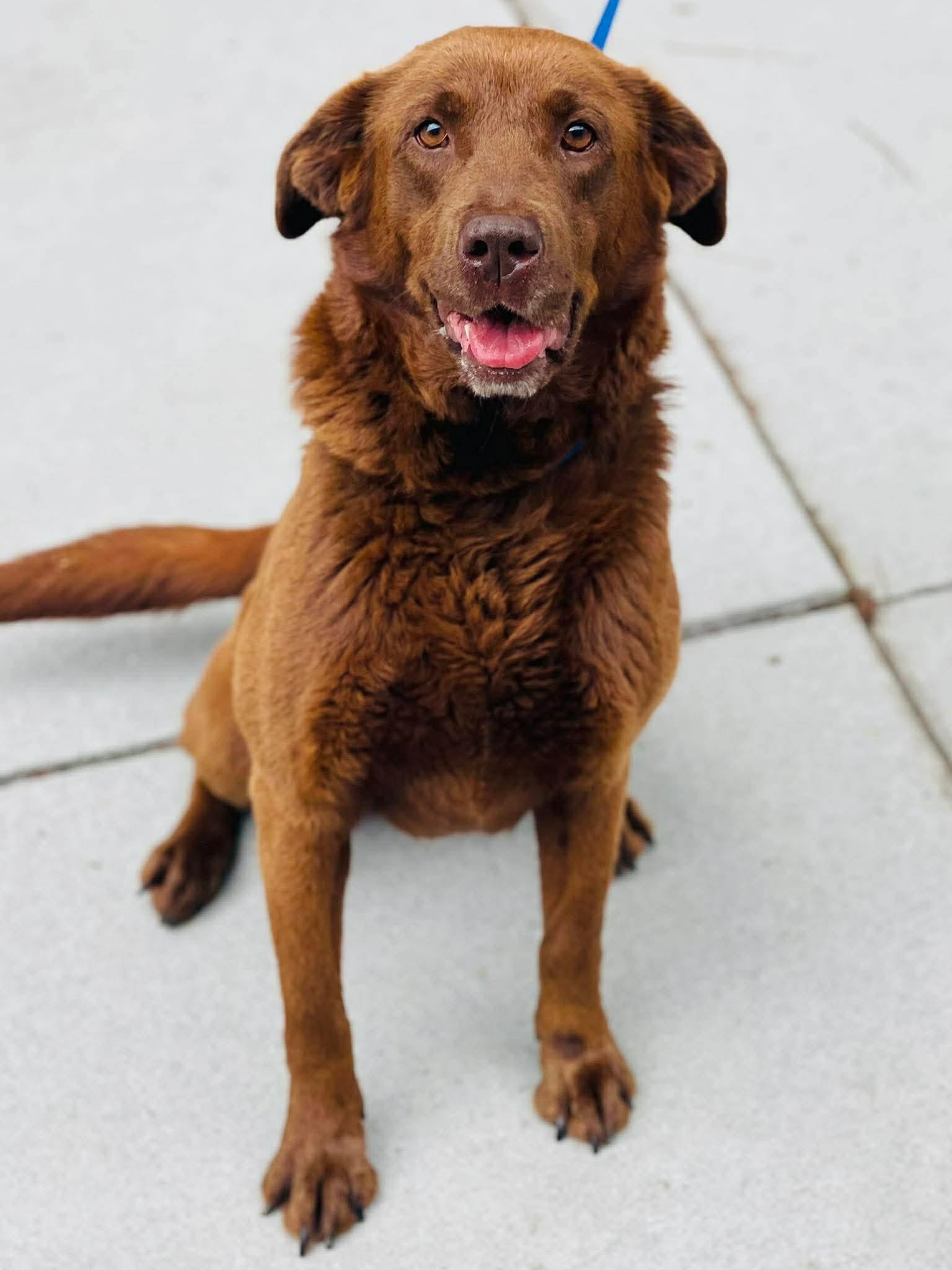 Enlarge Chloe, a ADOPTABLE mixed breed in Port Saint Lucie, FL image 1/1