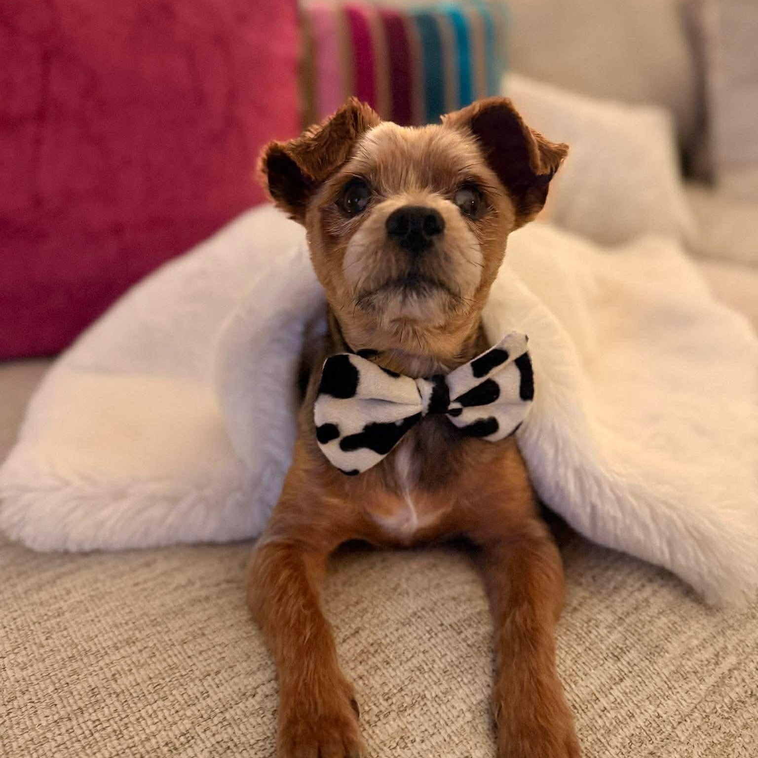Enlarge Tito, an adopted Yorkshire Terrier in San Antonio, TX image 1/6