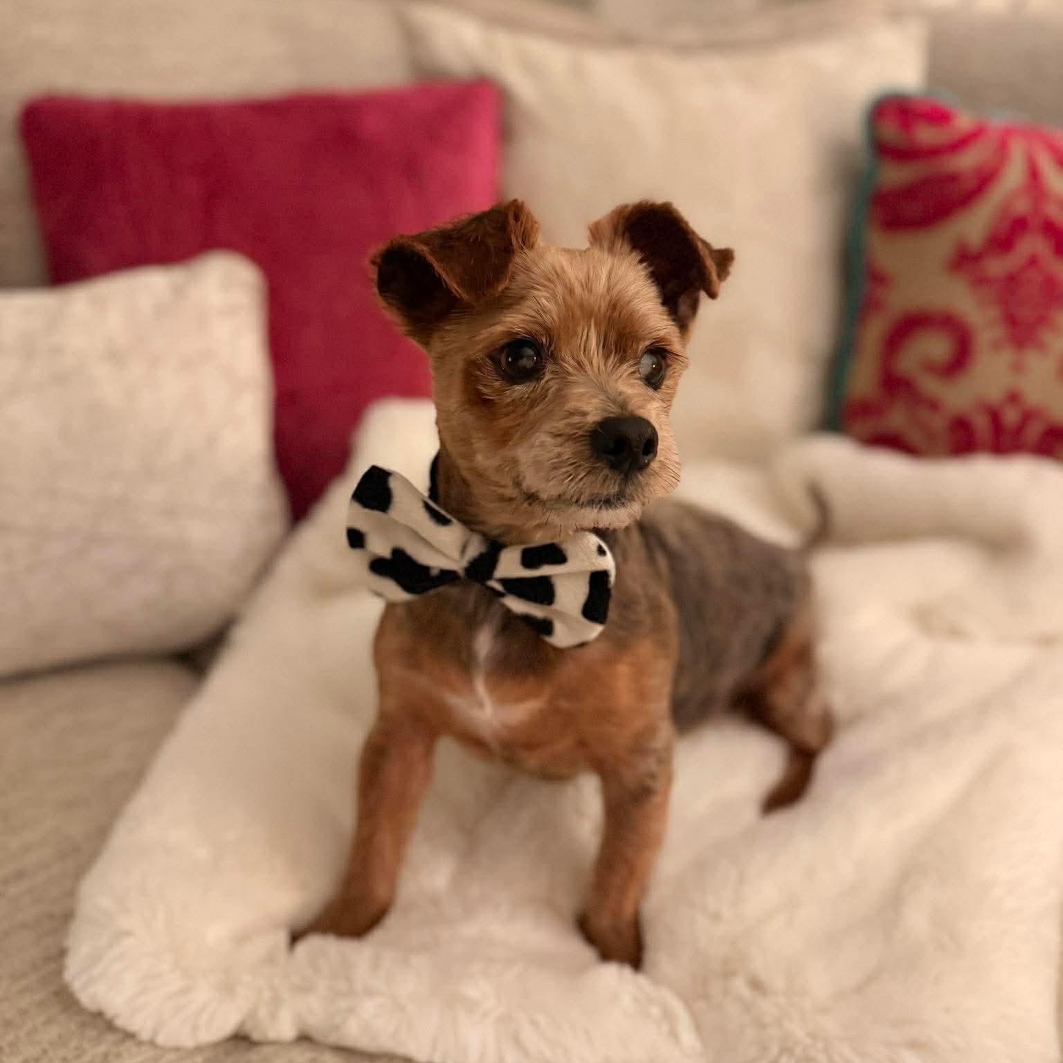 Enlarge Tito, an adopted Yorkshire Terrier in San Antonio, TX image 2/6